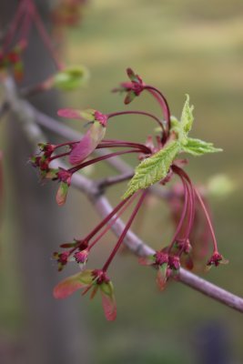 Acer rubrum 'Red Sunset' - javor červený (65) - nažky jaro
